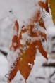 /album/photogallery/dsc-0054-watermarked-jpg/
